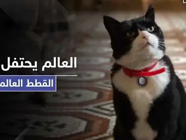 في يوم القطط العالمي.. قط الخارجية البريطانية يستقيل من منصبه والأخيرة توضح الأسباب - وكالة ستيب نيوز