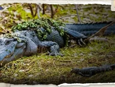 توثيق أول "ولادة عذرية" لأنثى تمساح لم يمسسها ذكر منذ 16 عاماً - وكالة ستيب نيوز