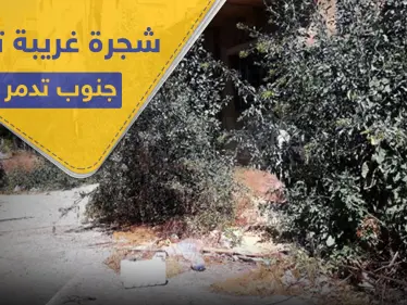 بالصور|| ظهور شجرة غريبة لأول مرة في سوريا.. وتحذيرات من خطرها القاتل - وكالة ستيب نيوز