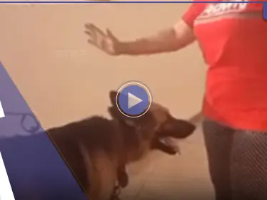 بالفيديو|| بتهمة ازدراء الأديان.. مستشار مصري يقدم بلاغاً ضد امرأة مصرية فرشت سجادة صلاة لكلبها - وكالة ستيب نيوز