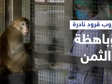 هروب قرود نادرة تُستخدم لأبحاث كورونا بعد حادث سير في ولاية أمريكية والشرطة تتدخل - وكالة ستيب نيوز