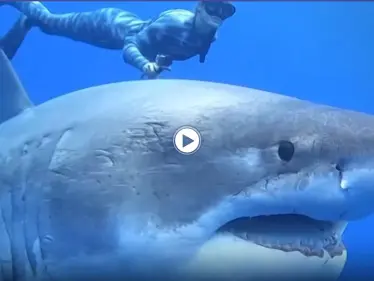 بالفيديو|| سمكة قرش ضخمة تسبح بجسد متقطع وجروح غائرة توقع العلماء في حيرة - وكالة ستيب نيوز