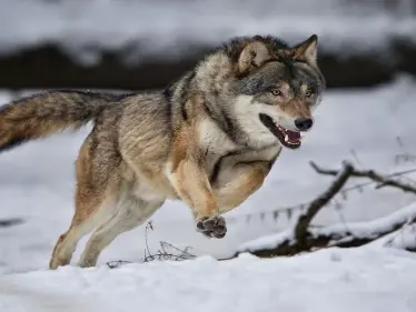 هل يجب أن تخاف من تفسير حلم رؤية الذئب في المنام ؟ - وكالة ستيب نيوز