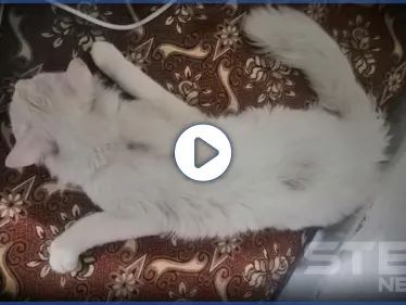 شاهد|| اغتصاب قط في عمّان بطريقة وحشية بعد خطفه في حادثة غريبة من نوعها - وكالة ستيب نيوز