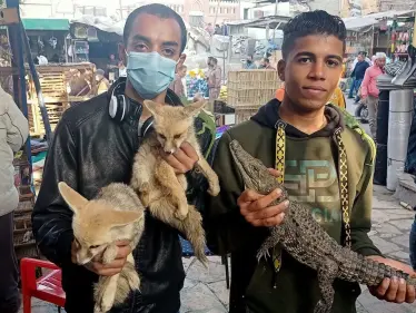 مصر.. السلطات الأمنية تضبط حيوانات نادرة في "سوق الجمعة" بالقاهرة - وكالة ستيب نيوز