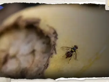 صدمة أصابت الأطباء.. العثور على ذبابة حية في أمعاء رجل مريض - وكالة ستيب نيوز