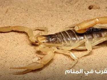 رؤية العقرب في المنام وتفسير لدغته ودلالاتها على الخير والشر - وكالة ستيب نيوز