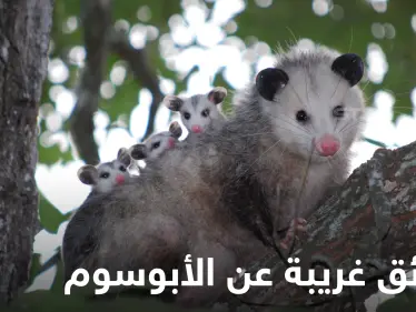 يحمل أطفاله في جرابه كالكنغر.. حقائق غريبة في حياة الأبوسوم - وكالة ستيب نيوز