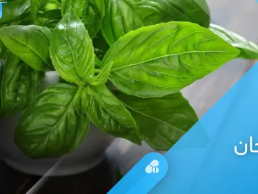 الريحان.. العشبة السحرية وفوائد لا تحصى لصحة الإنسان - وكالة ستيب نيوز