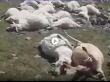 بالفيديو|| صاعقة رعدية في جورجيا تتسبب بمجزرة في الأغنام وتقضي على 550 رأساً - وكالة ستيب نيوز