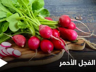 يمتلك تأثيراً سحرياً على صحة القلب والأوعية.. الفجل الأحمر خواص صحية كثيرة تعرف عليها - وكالة ستيب نيوز