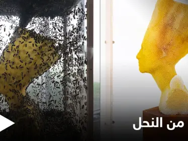 شاهد بالصور|| فنان يستخدم جيشاً من النحل لصناعة منحوتة "الخلود" التي تمثل الملكة نفرتيتي - وكالة ستيب نيوز