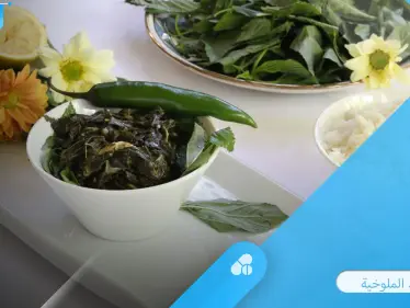 الأكلة الملوكية.. فوائد كثيرة تحتويها الملوخية تعرف عليها - وكالة ستيب نيوز