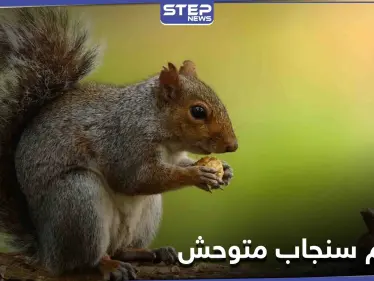 سنجاب متوحش يهاجم امرأة تاركاً إياها غارقةً في الدماء بين الجليد - وكالة ستيب نيوز