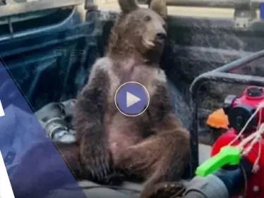 بالفيديو|| أنثى دب تبدو "سكرانة" بعد تناولها كميات من العسل المجنون - وكالة ستيب نيوز