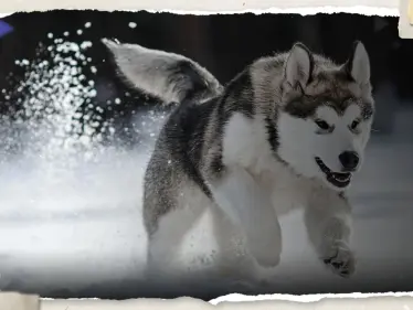 كلب ينافس 100 شخص على منصب عمدة تورونتو في كندا - وكالة ستيب نيوز