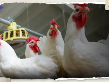 هل يجوز التضحية بالطيور؟.. شيخ مصري بالأزهر يثير جدلاً ودار الإفتاء ترد - وكالة ستيب نيوز