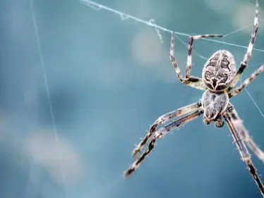 تفسير حلم العنكبوت في المنام لابن سيرين ... لن تتخيل أن لونه فقط يغير التأويل تماماً - وكالة ستيب نيوز