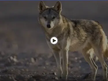 بالفيديو|| ذئب على هيئة بشر هاجم الأهالي وأثار الرعب شمال السعودية.. والسلطات تتدخل - وكالة ستيب نيوز