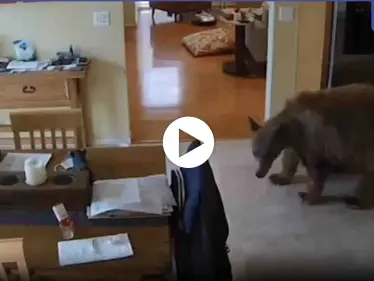 بالفيديو|| كلاب صغيرة تلاحق وتطرد دب ضخم دخل منزل رجل أمريكي وبدأ يتجول بداخله - وكالة ستيب نيوز