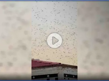 بالفيديو|| أسراب الحشرات تغزو سماء مكة المكرمة وحمام الحرم يمتنع عن التحليق - وكالة ستيب نيوز