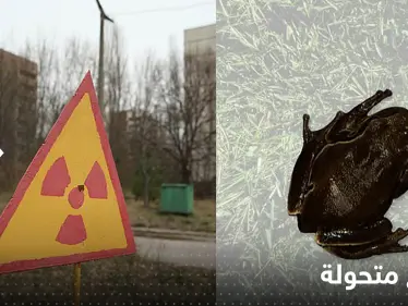 شاهد|| "ضفادع متحولة".. بعد 36 عاماً من كارثة تشيرنوبيل النووية رصد برمائيات سوداء غريبة - وكالة ستيب نيوز