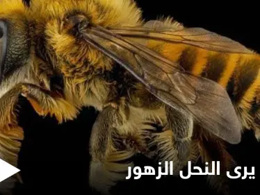 شاهد|| كيف يرى النحل الزهور بالأشعة فوق البنفسجية ويرسم خارطة طريقه وقدرة الـ (GPS) الفائقة لديه - وكالة ستيب نيوز