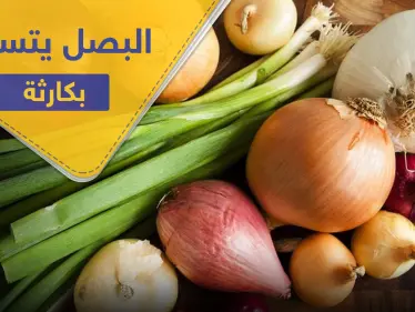 في التفاصيل.. البصل يتسبب بإصابة مئات الأمريكيين بعدوى خطيرة - وكالة ستيب نيوز