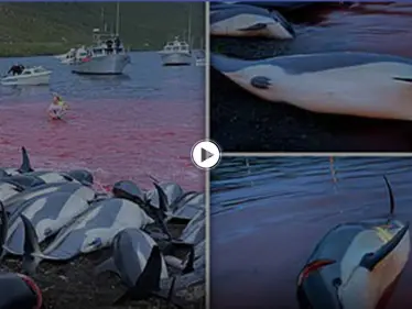 بحادثة فريدة.. صيادون ينحرون 1428 دلفيناً دفعة واحدة ويحولون لون البحر للأحمر (فيديو) - وكالة ستيب نيوز
