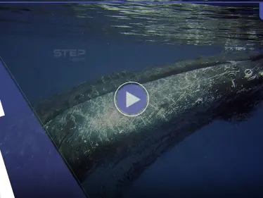 بالفيديو|| مشهد مخيف.. حوت أحدب ضخم يهاجم سرب من الأسماك بعد فتح فمه بالكامل ويلتهمه دفعة واحدة - وكالة ستيب نيوز