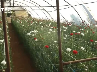 مشاتل الورود في إدلب مستمرة رغم التحديات والصعوبات التي تواجهها - وكالة ستيب نيوز