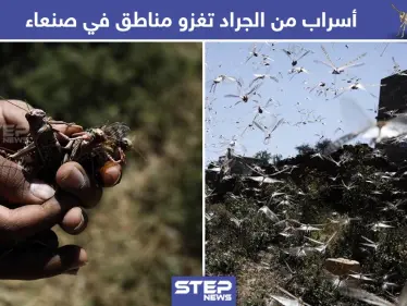 أسراب من الجراد تغزو مناطق صنعاء في اليمن - وكالة ستيب نيوز