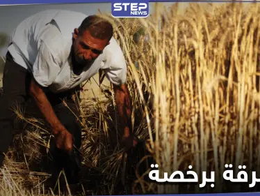 خاص|| مناقصة للاستيلاء على محاصيل الزيتون بـ ريف حماة الشمالي .. ومصادر تكشف التفاصيل - وكالة ستيب نيوز