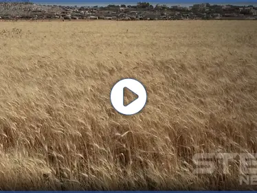 عدسة ستيب ترصد بدء موسم حصاد القمح بريف إدلب وسط صعوبات يواجهها القطاع الزراعي - وكالة ستيب نيوز