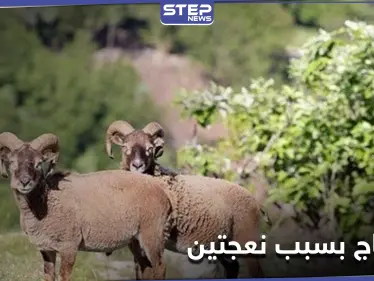 خاص|| نعجتان ودجاجتان تسببان احتجاجاً لدى زوجات قتلى الميليشيات الإيرانية بـ ديرالزور.. ما قصة العطية؟ - وكالة ستيب نيوز