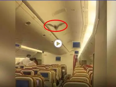 شاهد بالفيديو|| ردة فعل ركاب طائرة  بعد هجوم مفاجئ لخفاش على المسافرين وهذا مافعله قائد الطائرة - وكالة ستيب نيوز