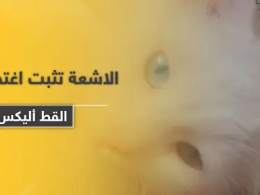 الأشعة تثبت اغتصاب "القط أليكس".. ومسن يلقى حتفه بعد محاولته الاعتداء على حمار - وكالة ستيب نيوز