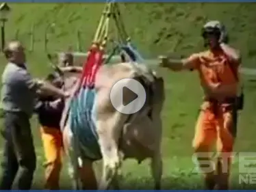 بالفيديو|| مشهد غريب لبقرة معلقة في الهواء بـ سويسرا.. إليك التفاصيل - وكالة ستيب نيوز