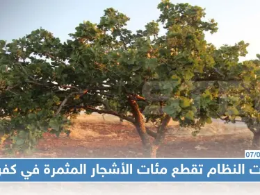 قوّات النظام تقطع مئات الأشجار المثمرة في كفرزيتا لبيعها في أسواق التعفيش!! - وكالة ستيب نيوز