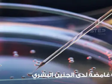 دراسة قد "تغير التاريخ".. علماء يكتشفون مرحلة "غامضة" لدى الجنين البشري ويوضحون التفاصيل - وكالة ستيب نيوز