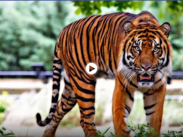 بالفيديو||لحظات مخيفة.. نمر يهاجم امرأة مسنة وتعاركه بالأيدي وعصا المشي إلى أن استجابت عائلتها لصراخها - وكالة ستيب نيوز