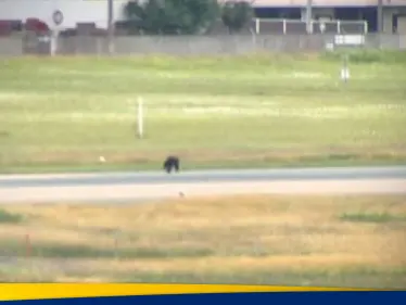 شاهد|| ظهور "زائر غير متوقع" بشكل مفاجئ يعطل مطار ياباني.. ويوقف الرحلات الجوية فيه - وكالة ستيب نيوز