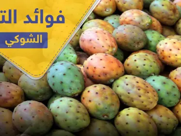 التين الشوكي وزيته.. فوائد غذائية وعلاجية عدة - وكالة ستيب نيوز