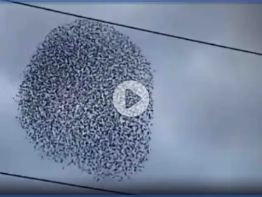 بالفيديو|| جيش من طيور الزرزور تؤدي رقصةً خاصة بتناغمٍ عالٍ في السماء,, بمشهدٍ مذهل - وكالة ستيب نيوز