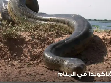 رؤية الأناكوندا في المنام وألوانه ولدغاته ودلالاته عند المعبرين - وكالة ستيب نيوز