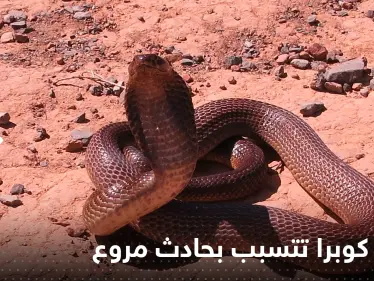 شاهد|| ما فعلته أفعى كوبرا بعدة سيارات في ليبيا - وكالة ستيب نيوز