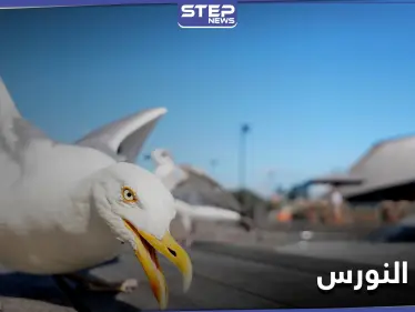 طيور النورس في البحرين تعجز عن الطيران لهذا السبب - وكالة ستيب نيوز
