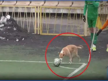 كلب يقتحم الملعب ويوقف مباراة في الدوري الأوكراني ( فيديو) - وكالة ستيب نيوز