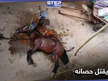 شاهد || مصري يقتل حصانه بـ"مطرقة" في القاهرة - وكالة ستيب نيوز