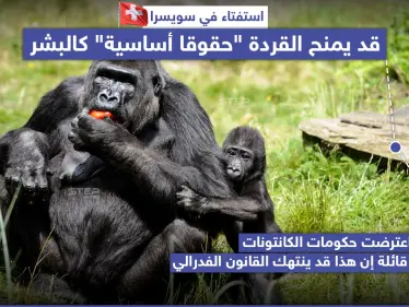 استفتاء في سويسرا يَمنح القردة "حقوقاً أساسية" كالبشر - وكالة ستيب نيوز